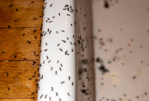 Best Wasp Removal Services  in Greenwood Lake, NY