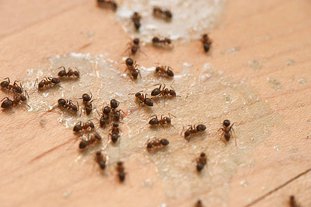 Best Pest Inspection Near Me  in Greenwood Lake, NY
